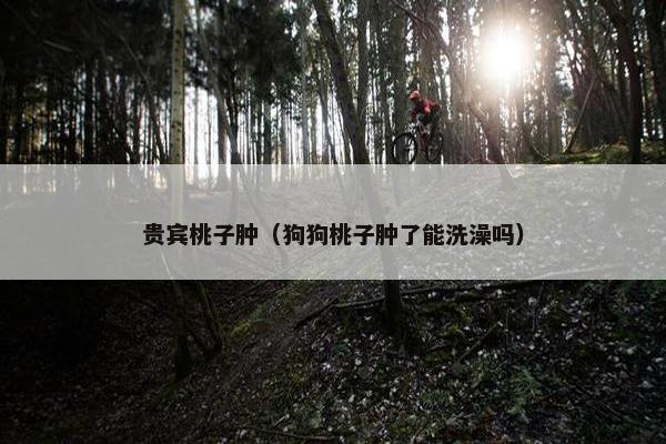 贵宾桃子肿（狗狗桃子肿了能洗澡吗）