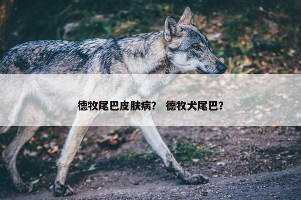 德牧尾巴皮肤病？ 德牧犬尾巴？