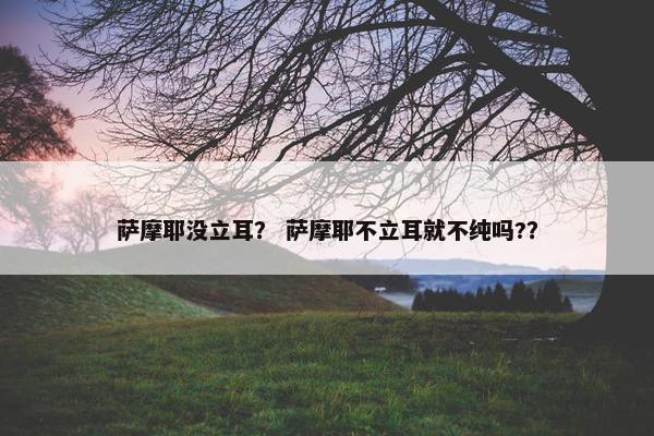 萨摩耶没立耳？ 萨摩耶不立耳就不纯吗?？
