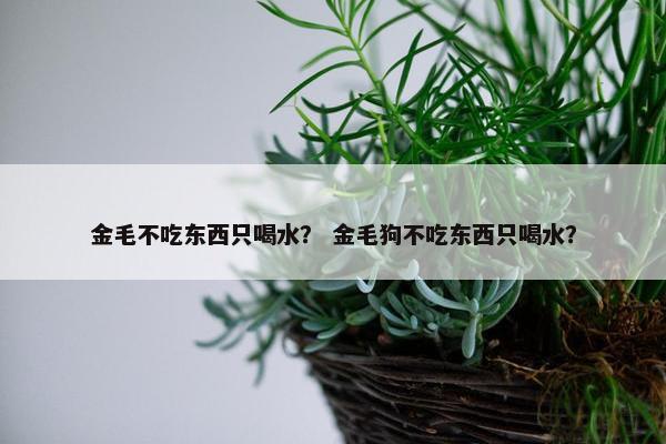 金毛不吃东西只喝水？ 金毛狗不吃东西只喝水？