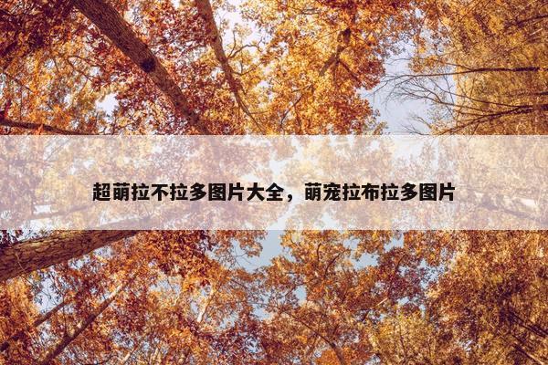 超萌拉不拉多图片大全，萌宠拉布拉多图片
