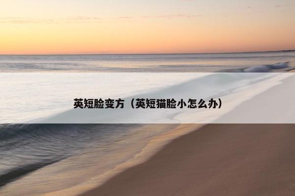 英短脸变方（英短猫脸小怎么办）