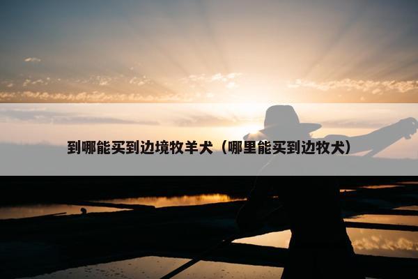 到哪能买到边境牧羊犬（哪里能买到边牧犬）
