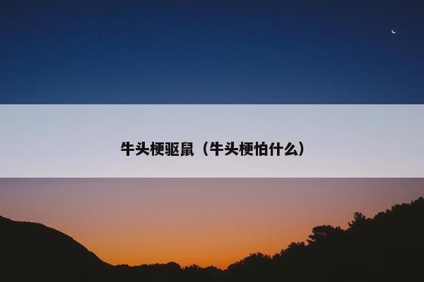 牛头梗驱鼠（牛头梗怕什么）