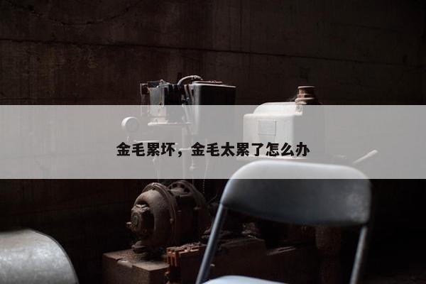 金毛累坏，金毛太累了怎么办