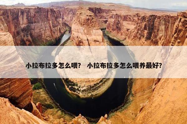 小拉布拉多怎么喂？ 小拉布拉多怎么喂养最好？