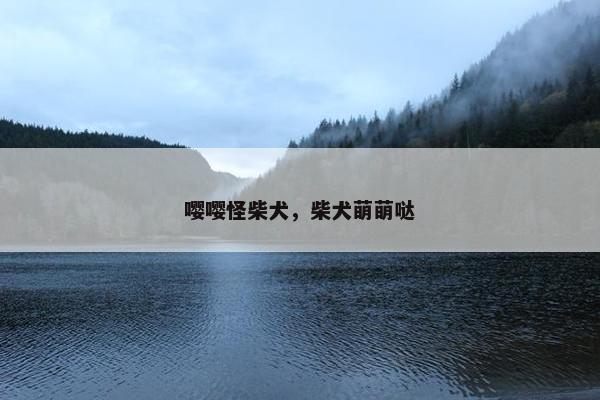 嘤嘤怪柴犬，柴犬萌萌哒