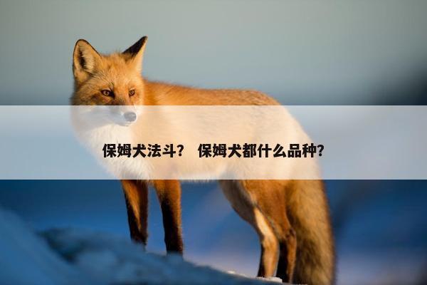 保姆犬法斗？ 保姆犬都什么品种？