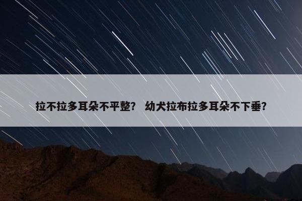 拉不拉多耳朵不平整？ 幼犬拉布拉多耳朵不下垂？