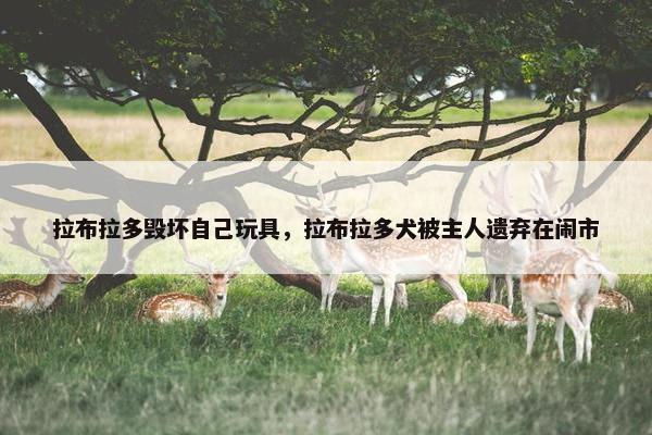 拉布拉多毁坏自己玩具，拉布拉多犬被主人遗弃在闹市