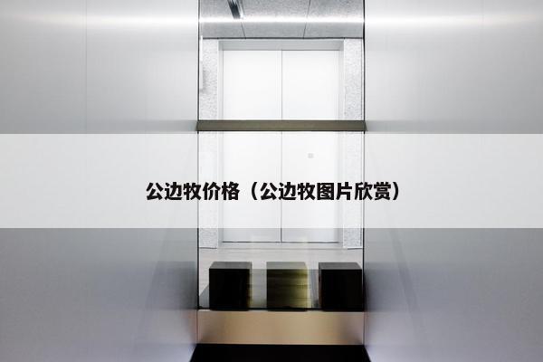 公边牧价格（公边牧图片欣赏）
