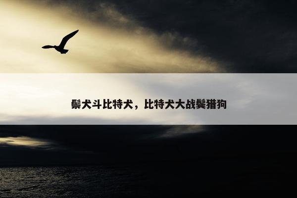 鬃犬斗比特犬，比特犬大战鬓猎狗