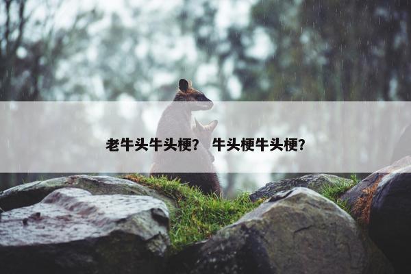 老牛头牛头梗？ 牛头梗牛头梗？