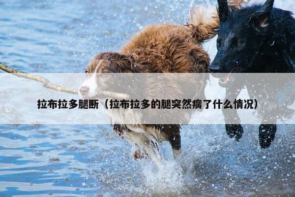 拉布拉多腿断（拉布拉多的腿突然瘸了什么情况）