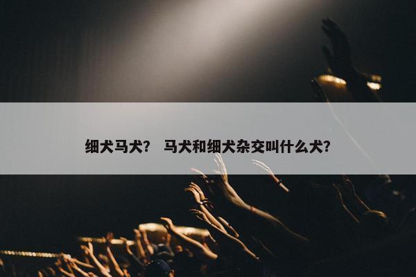 细犬马犬？ 马犬和细犬杂交叫什么犬？
