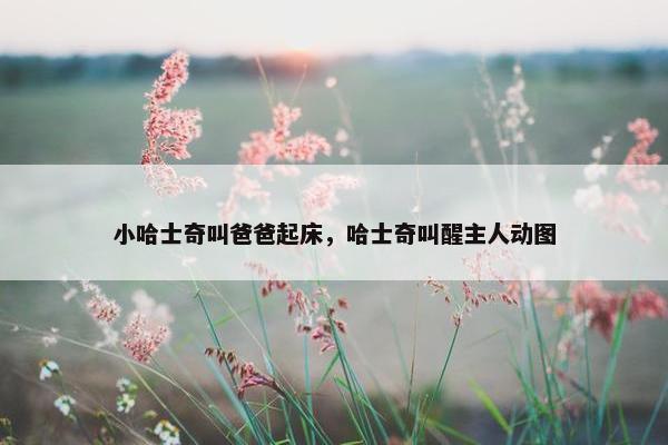 小哈士奇叫爸爸起床，哈士奇叫醒主人动图