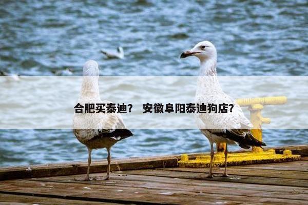 合肥买泰迪？ 安徽阜阳泰迪狗店？