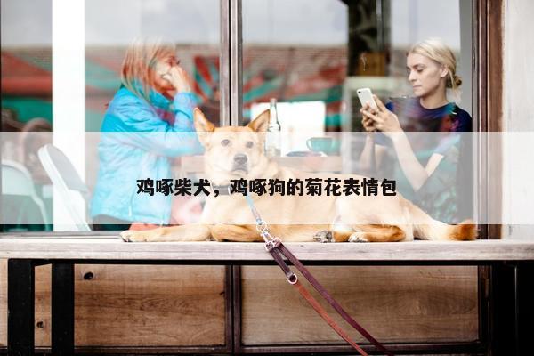 鸡啄柴犬，鸡啄狗的菊花表情包