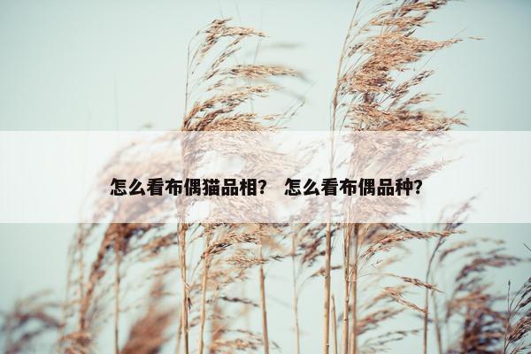 怎么看布偶猫品相？ 怎么看布偶品种？