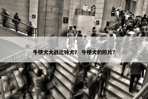 牛梗犬大战比特犬？ 牛梗犬的照片？