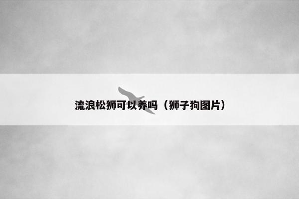 流浪松狮可以养吗（狮子狗图片）