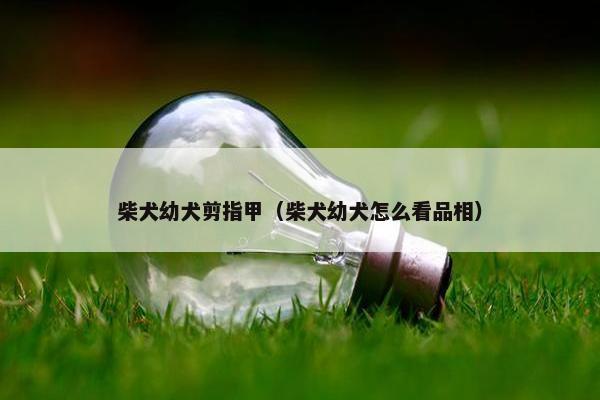柴犬幼犬剪指甲（柴犬幼犬怎么看品相）