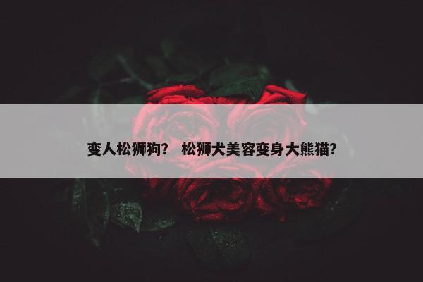 变人松狮狗？ 松狮犬美容变身大熊猫？