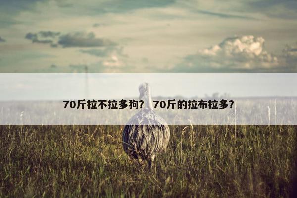 70斤拉不拉多狗？ 70斤的拉布拉多？