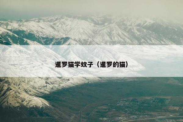 暹罗猫学蚊子（暹罗的猫）