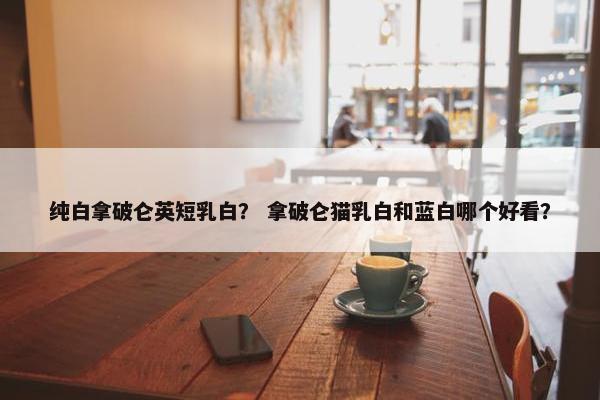 纯白拿破仑英短乳白？ 拿破仑猫乳白和蓝白哪个好看？