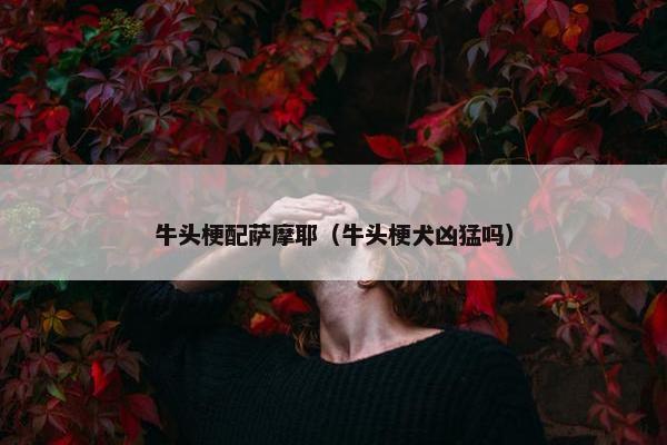 牛头梗配萨摩耶（牛头梗犬凶猛吗）