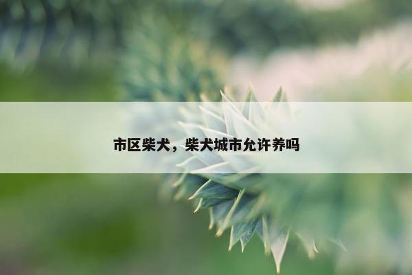 市区柴犬，柴犬城市允许养吗