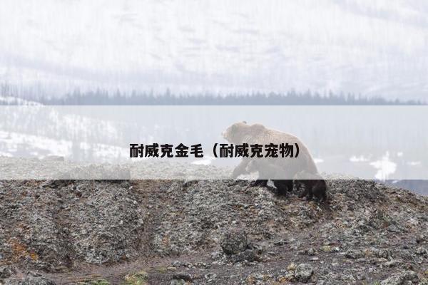 耐威克金毛（耐威克宠物）