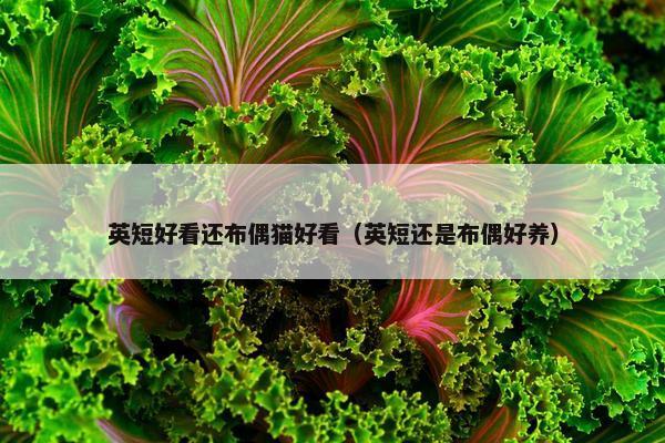 英短好看还布偶猫好看（英短还是布偶好养）