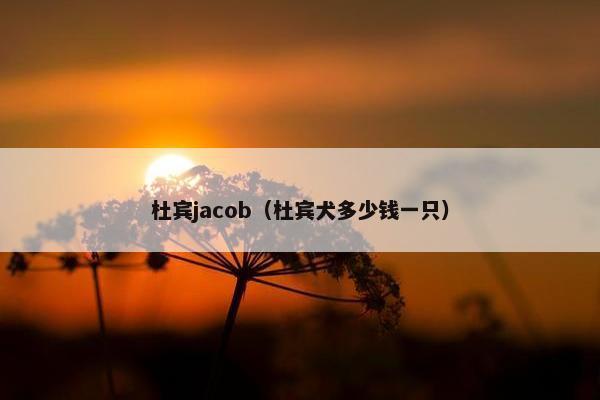 杜宾jacob（杜宾犬多少钱一只）