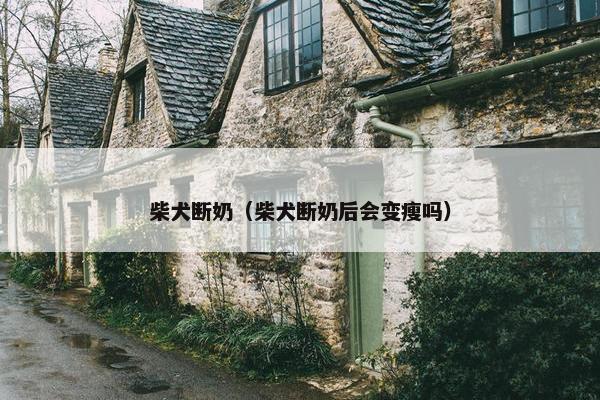 柴犬断奶（柴犬断奶后会变瘦吗）