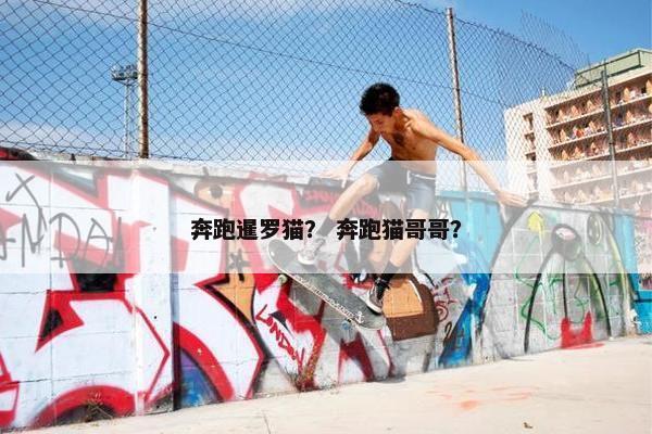 奔跑暹罗猫？ 奔跑猫哥哥？