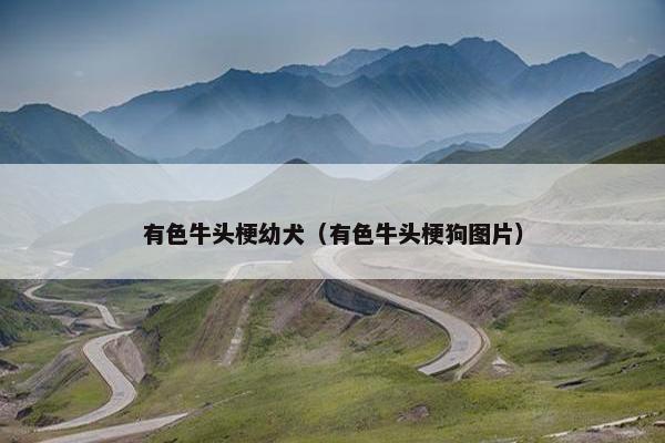 有色牛头梗幼犬（有色牛头梗狗图片）