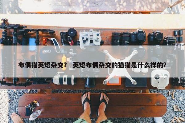 布偶猫英短杂交？ 英短布偶杂交的猫猫是什么样的？