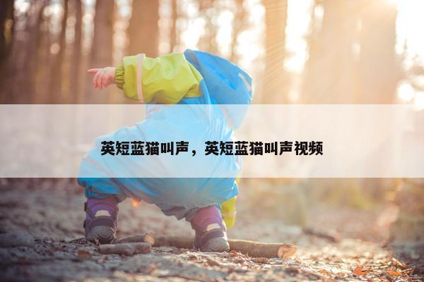 英短蓝猫叫声，英短蓝猫叫声视频