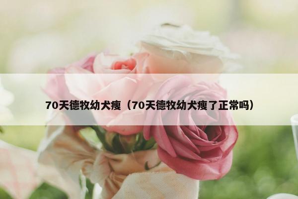 70天德牧幼犬瘦（70天德牧幼犬瘦了正常吗）