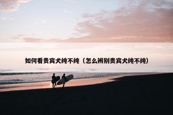 如何看贵宾犬纯不纯（怎么辨别贵宾犬纯不纯）