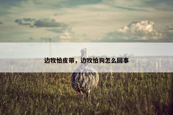 边牧怕皮带，边牧怕狗怎么回事