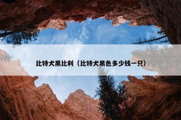 比特犬黑比利（比特犬黑色多少钱一只）