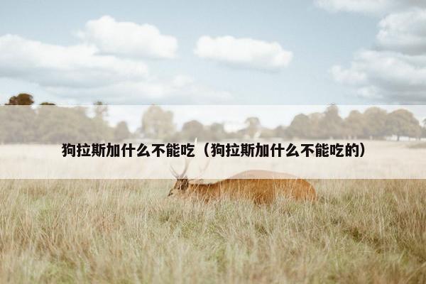 狗拉斯加什么不能吃（狗拉斯加什么不能吃的）