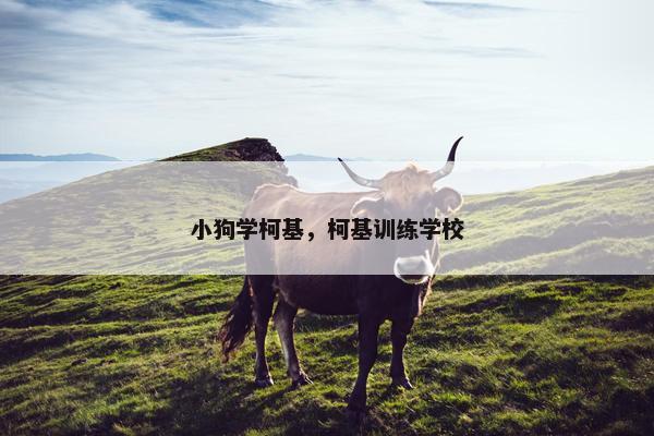 小狗学柯基，柯基训练学校