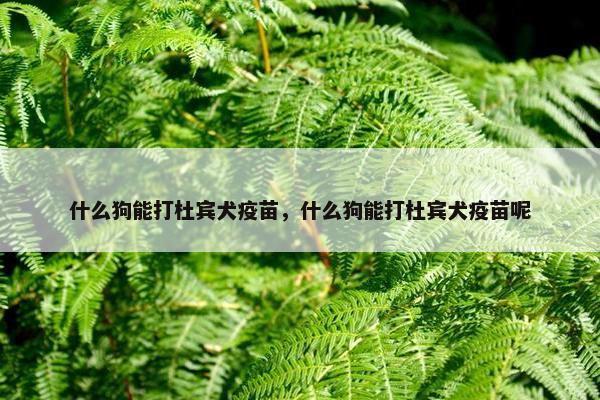 什么狗能打杜宾犬疫苗，什么狗能打杜宾犬疫苗呢