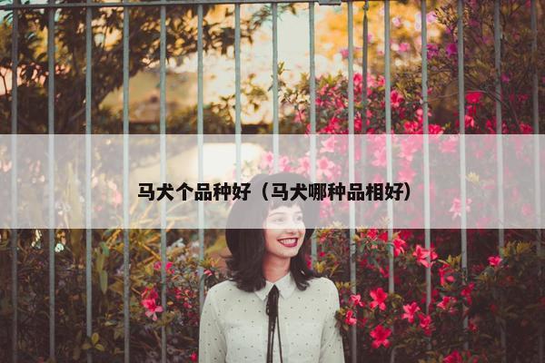 马犬个品种好（马犬哪种品相好）