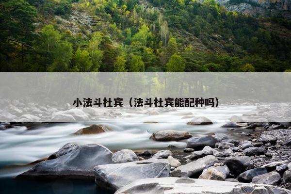 小法斗杜宾（法斗杜宾能配种吗）