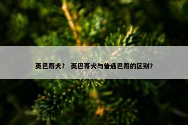英巴哥犬？ 英巴哥犬与普通巴哥的区别？